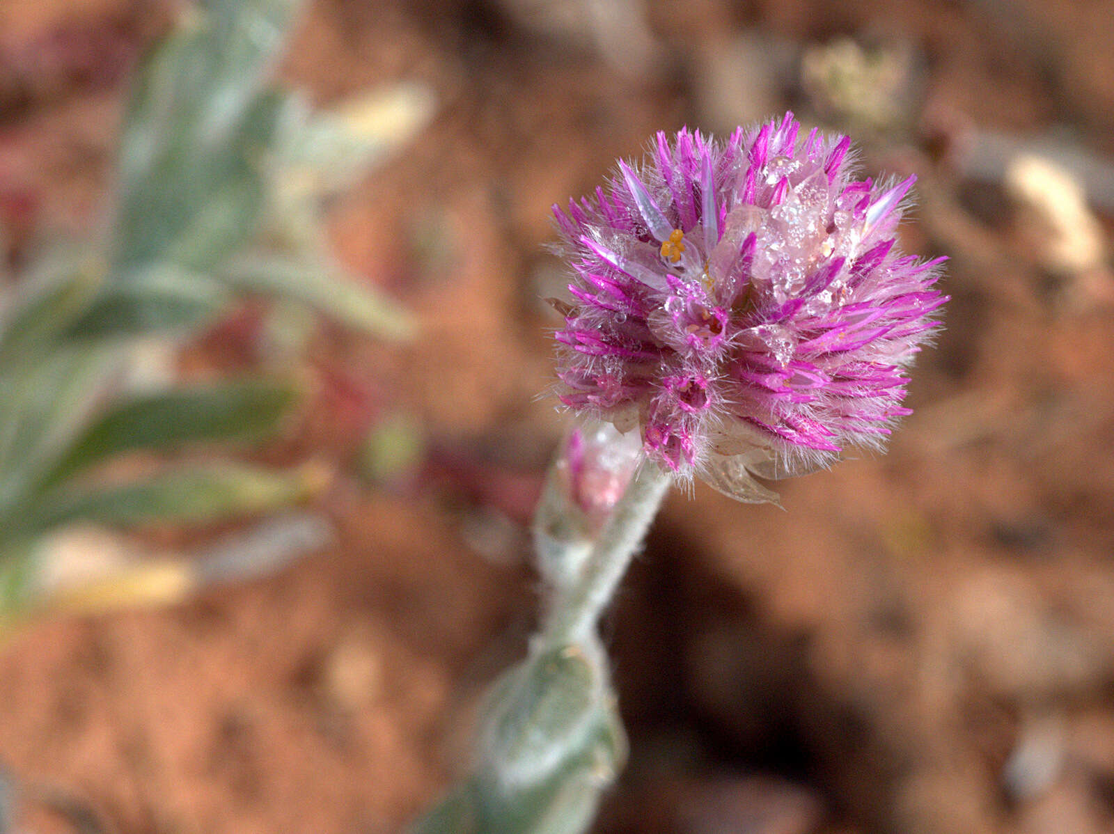 Image of Ptilotus helipteroides (F. Müll.) F. Müll.