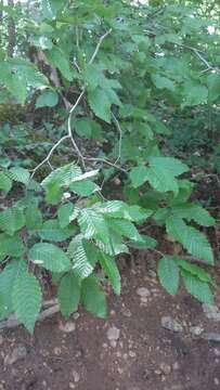 Image of Eastern Hornbeam