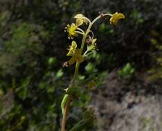 Image of Tetragonia fruticosa L.