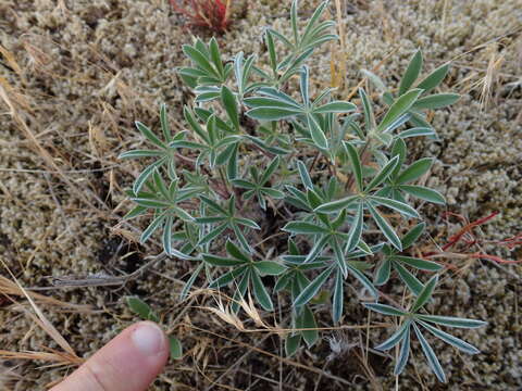 Image of seashore lupine