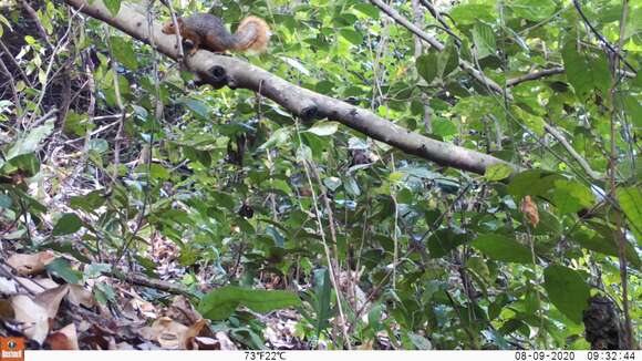 Image of Red Bush Squirrel