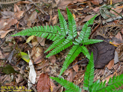 Image of East Indian hollyfern