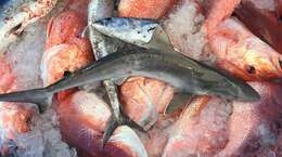 Image of Atlantic Sharpnose Shark