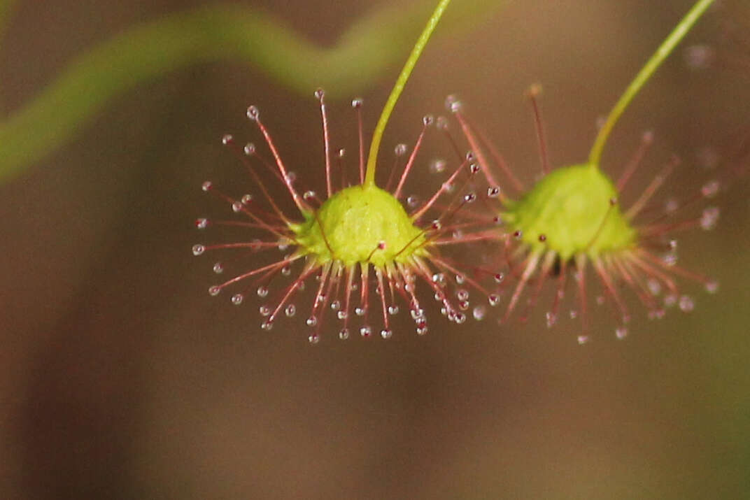 Image of Drosera macrantha Endl.