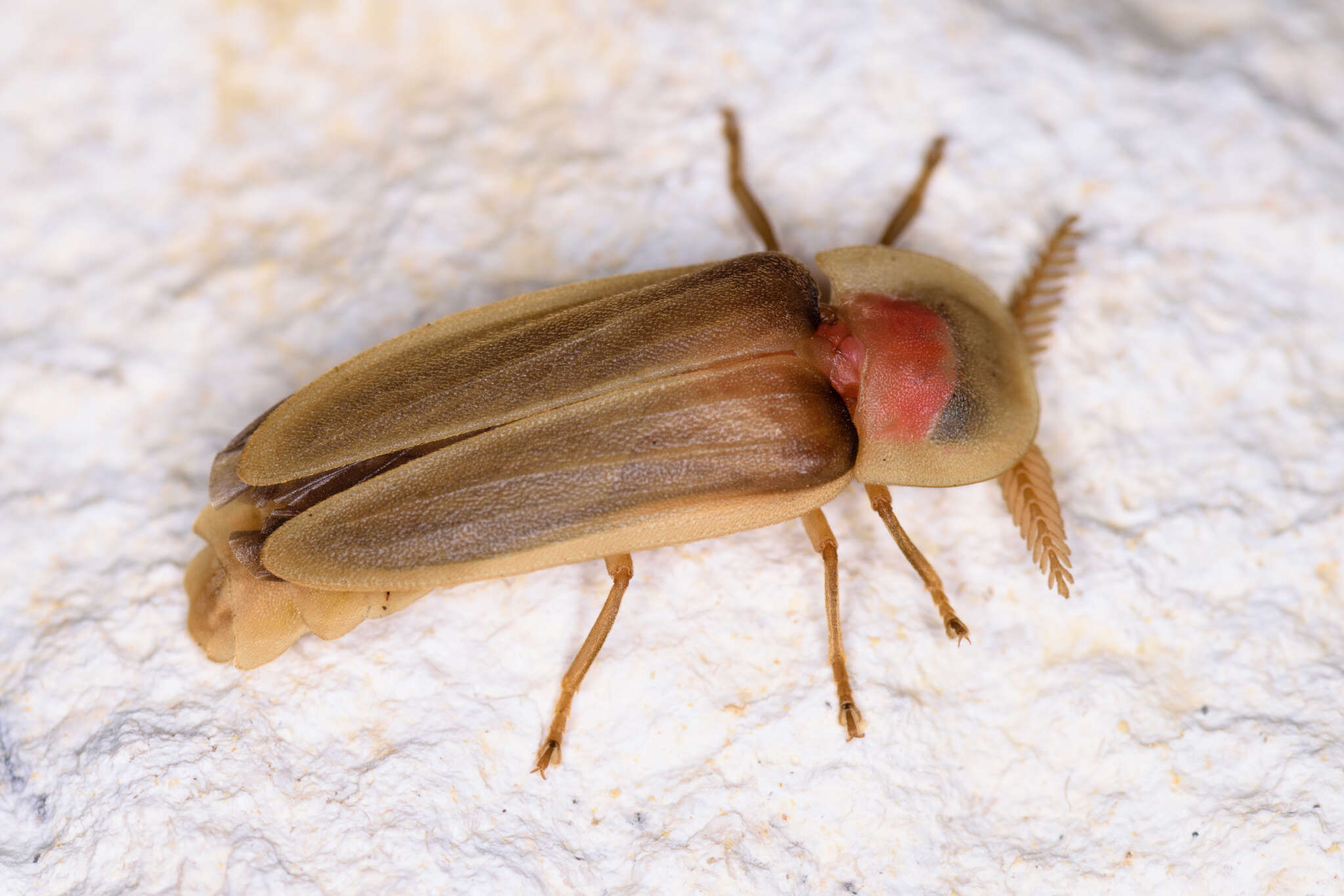 Image of Pleotomus pallens Le Conte 1866