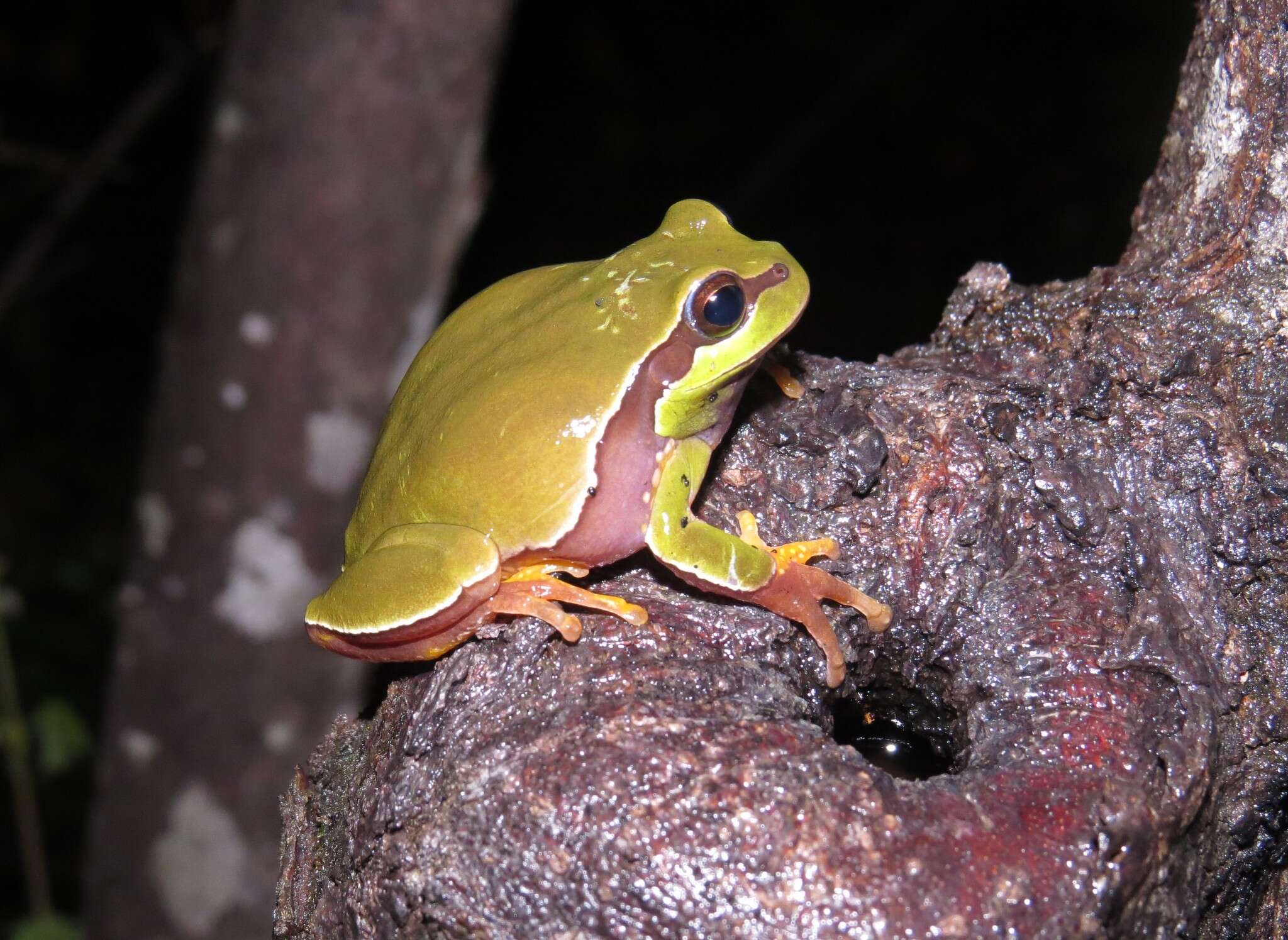 Image of Pine Barrens Treefrog