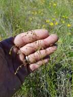 Image of San Saba pinweed