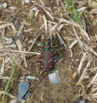 Plancia ëd Cicindela (Cicindela) limbalis Klug 1834