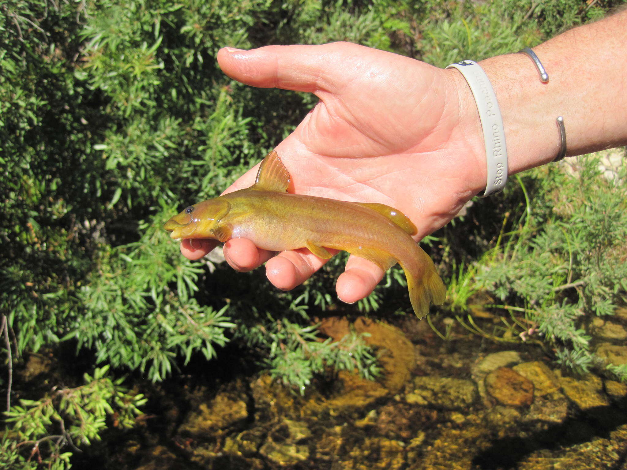 Image of Clanwilliam rock-catfish