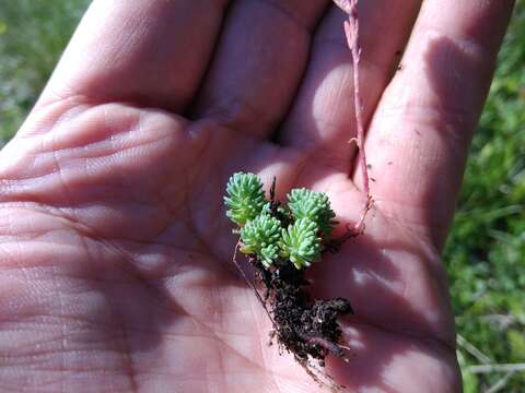 Image of Sedum tenellum M. Bieb.