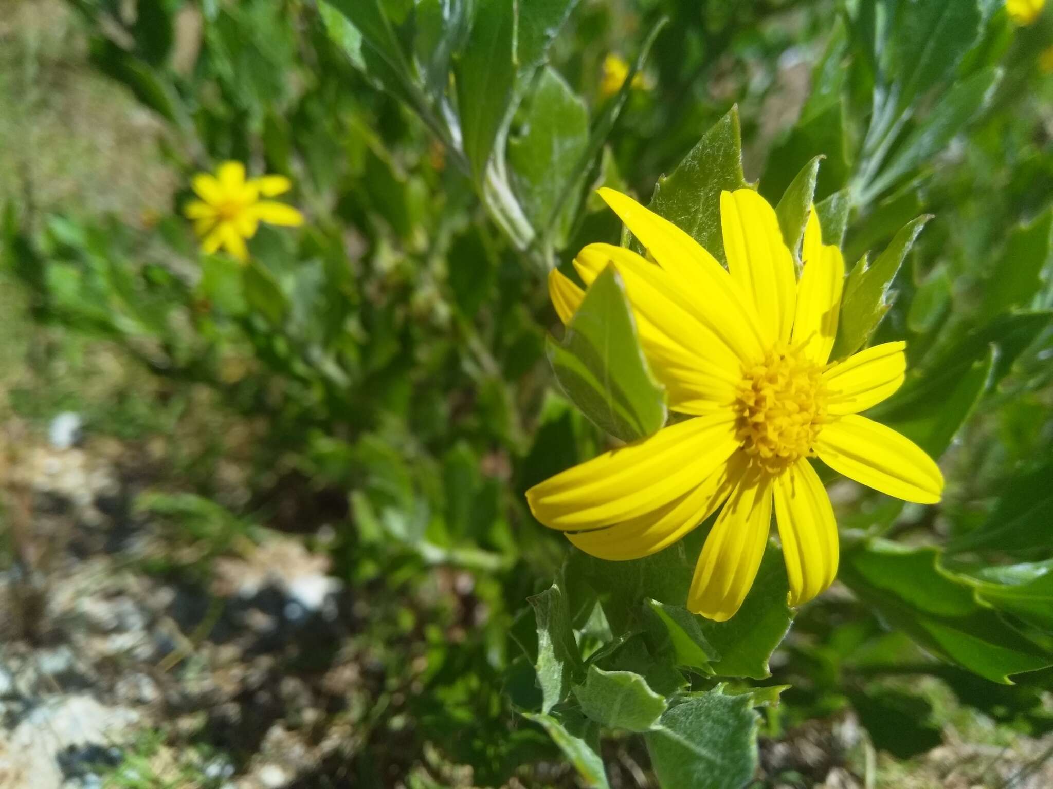 Image of Osteospermum moniliferum subsp. pisiferum (L.) J. C. Manning & Goldblatt