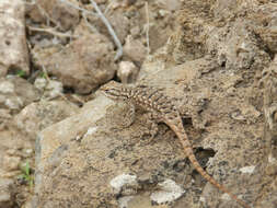 Image of Sceloporus tristichus Cope 1875