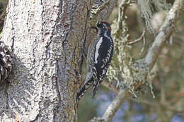 Plancia ëd Sphyrapicus nuchalis Baird & SF 1858