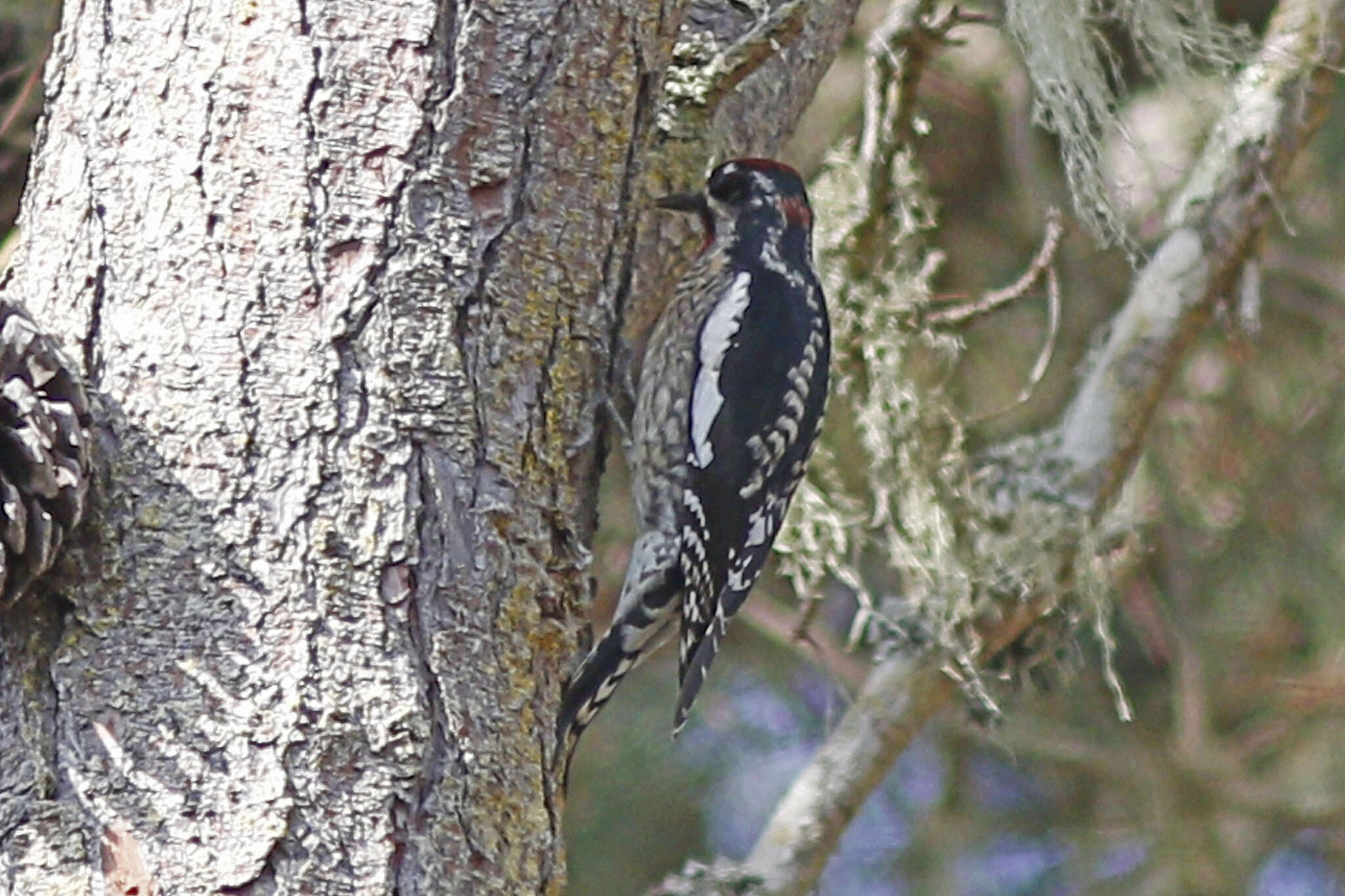 Image of Red-naped Sapsucker