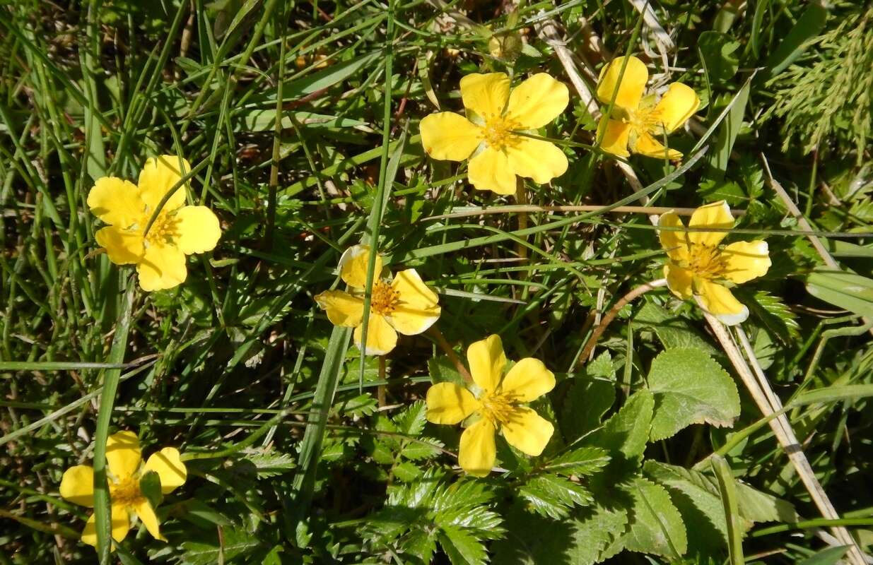 Image of Pacific silverweed