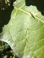 Image de Solanum marginatum L. fil.