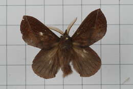 Image of Euthrix