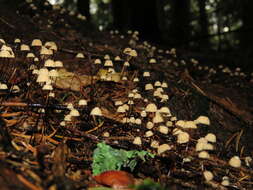 Image of Marasmius wettsteinii Sacc. & P. Syd. 1899