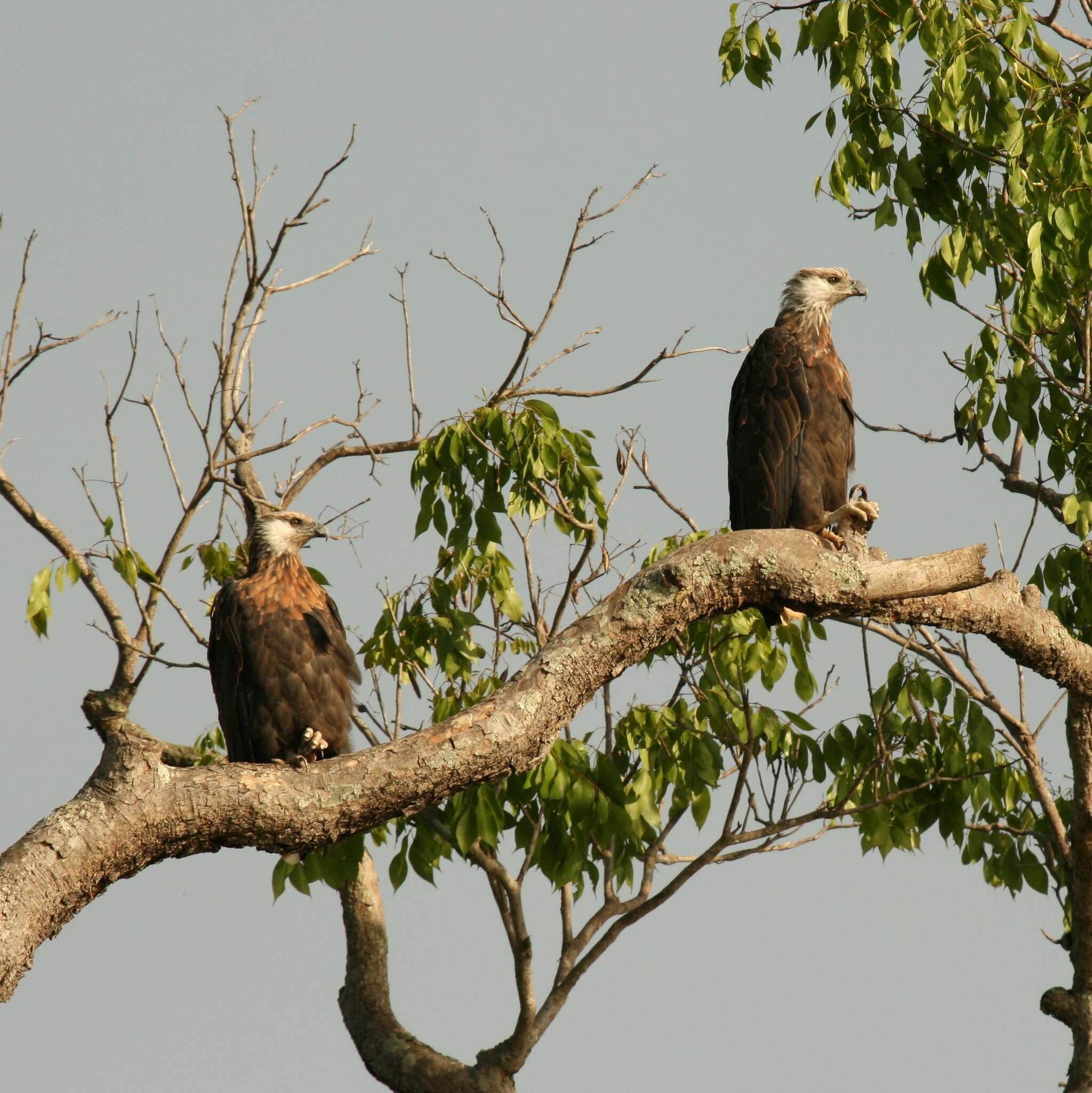 Haliaeetus vociferoides Des Murs 1845 resmi