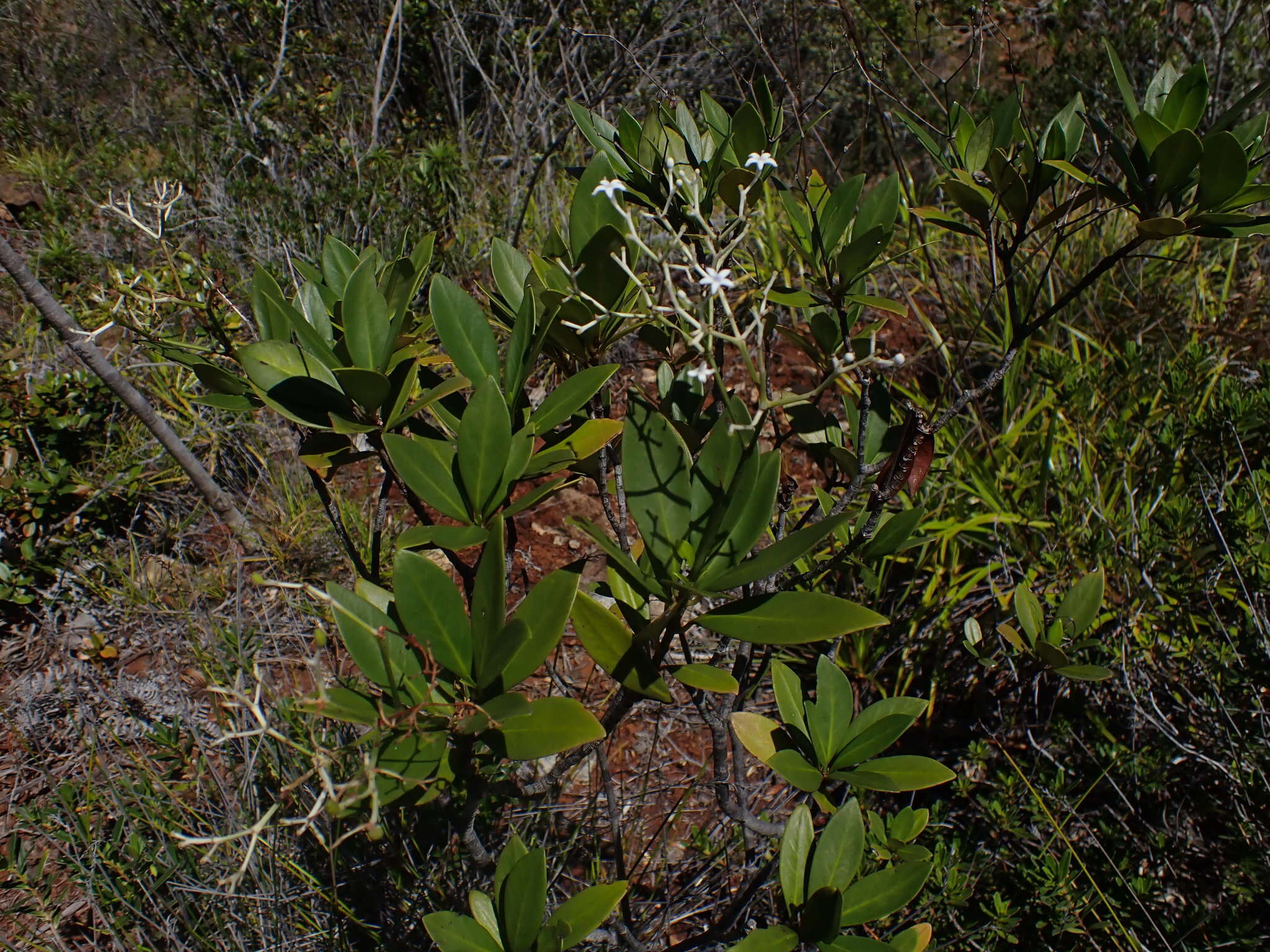 Image of Psychotria rupicola (Baill.) Schltr.