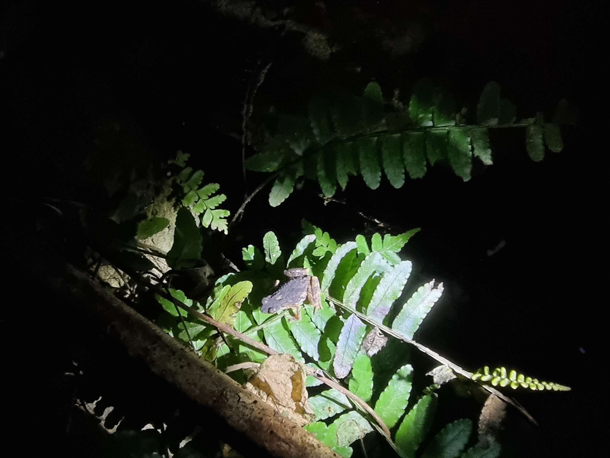 Image of Ansonia kraensis Matsui, Khonsue & Nabhitabhata 2005