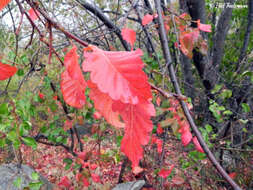 Imagem de Nothofagus macrocarpa (A. DC.) F. M. Vázquez & R. A. Rodr.