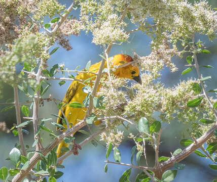 Image of Taveta Golden Weaver