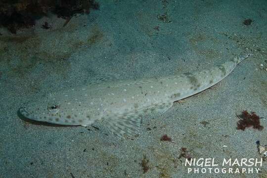 Image of Bluespot flathead