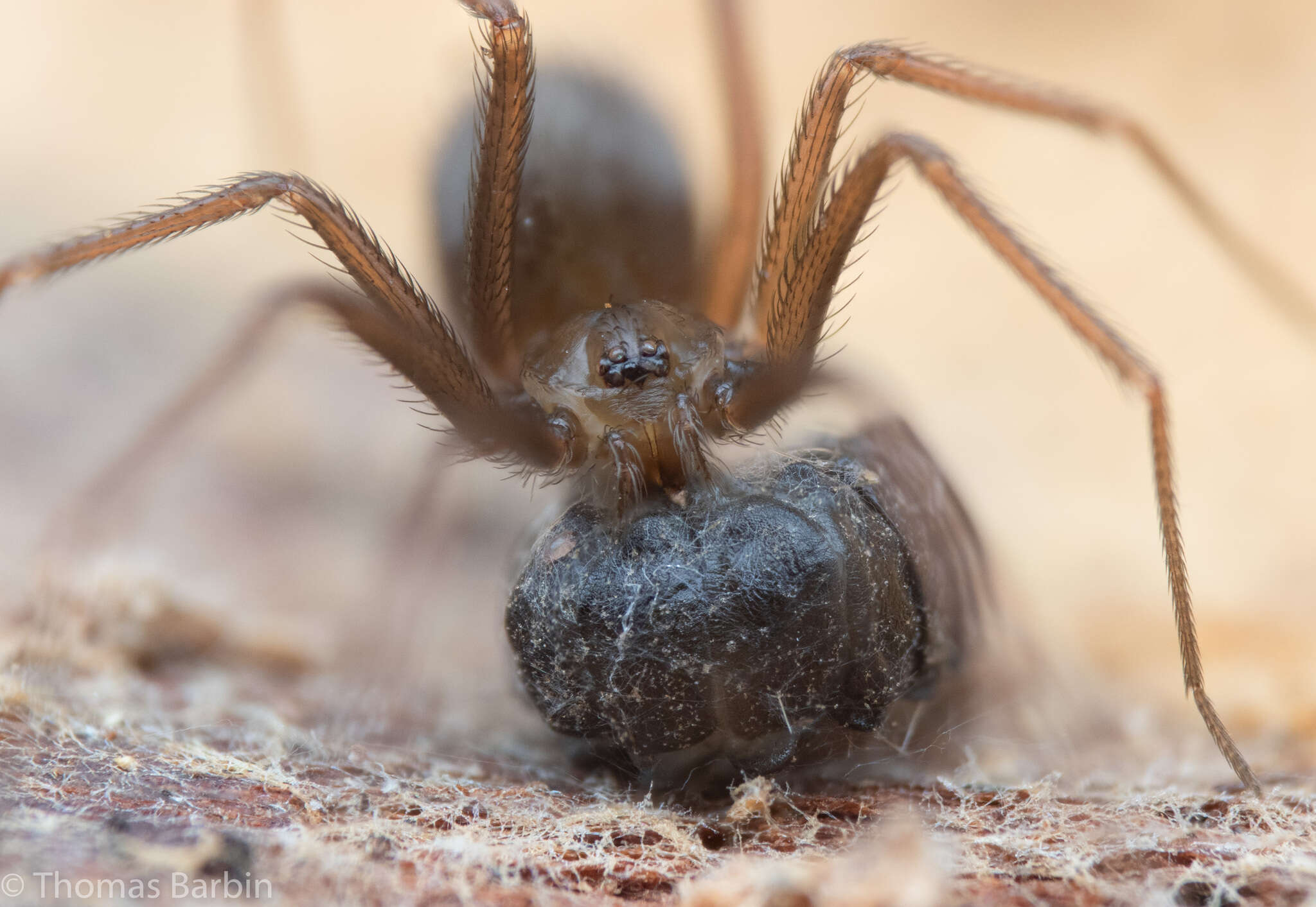 Image of Pholcophora americana Banks 1896