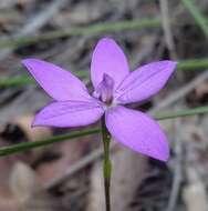 Image of Small waxlip orchid