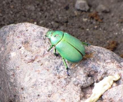 Image of Chrysina woodi (Horn 1884)