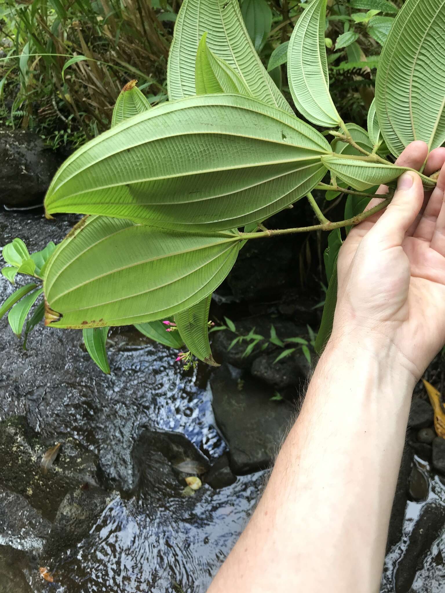 Image de Oxyspora paniculata (D. Don) DC.