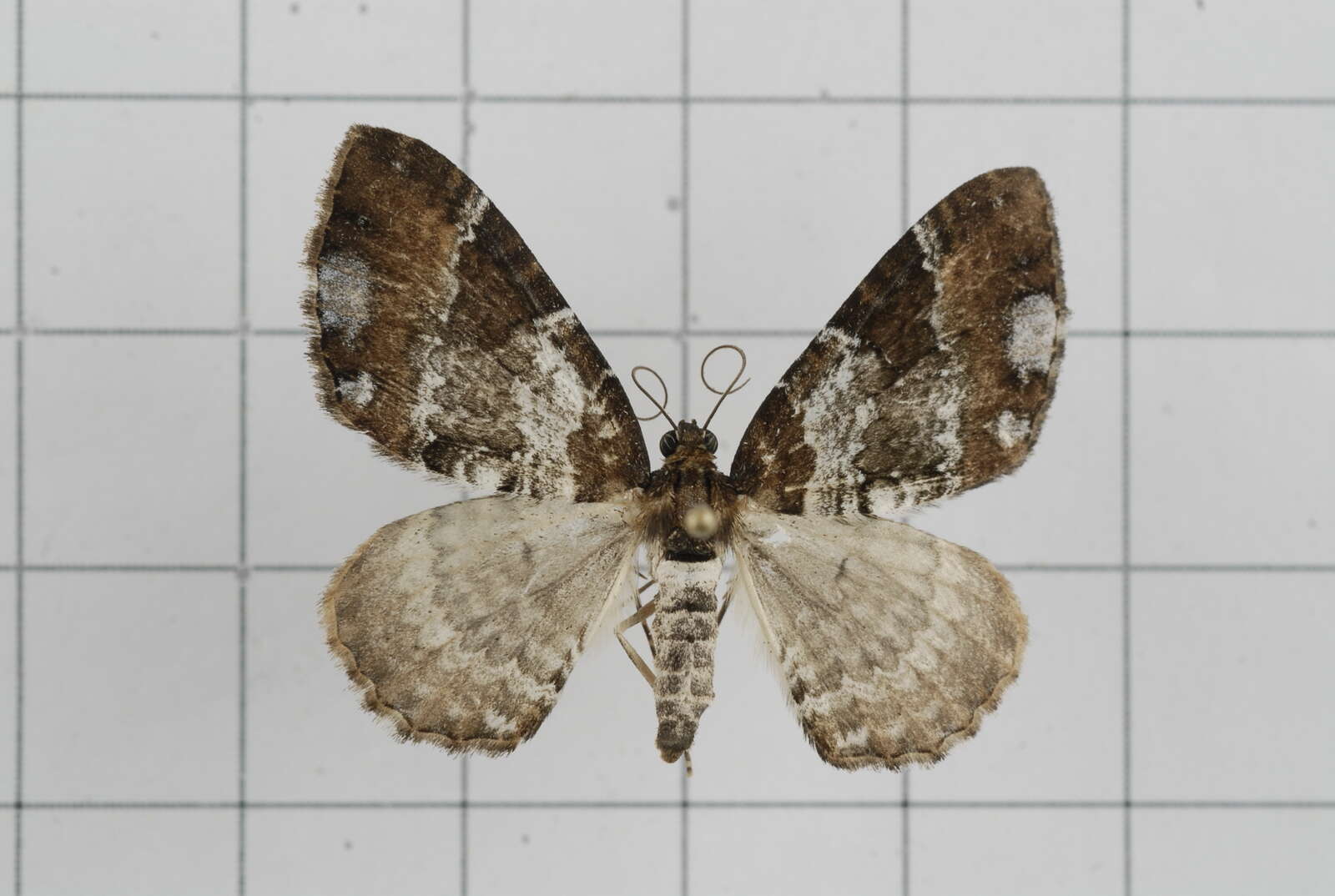 Sivun Melanthia procellata Schiffermüller 1775 kuva