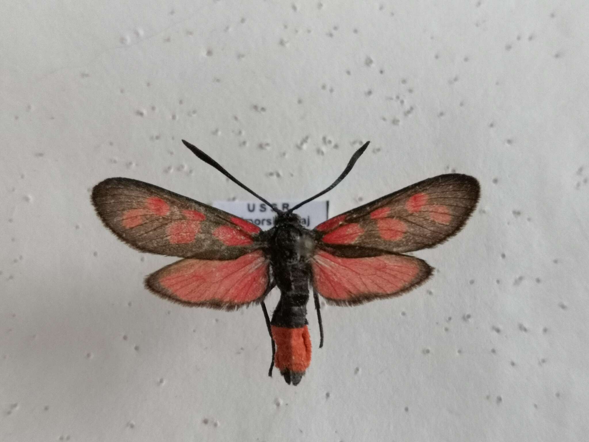 Image of Zygaena niphona Butler 1877