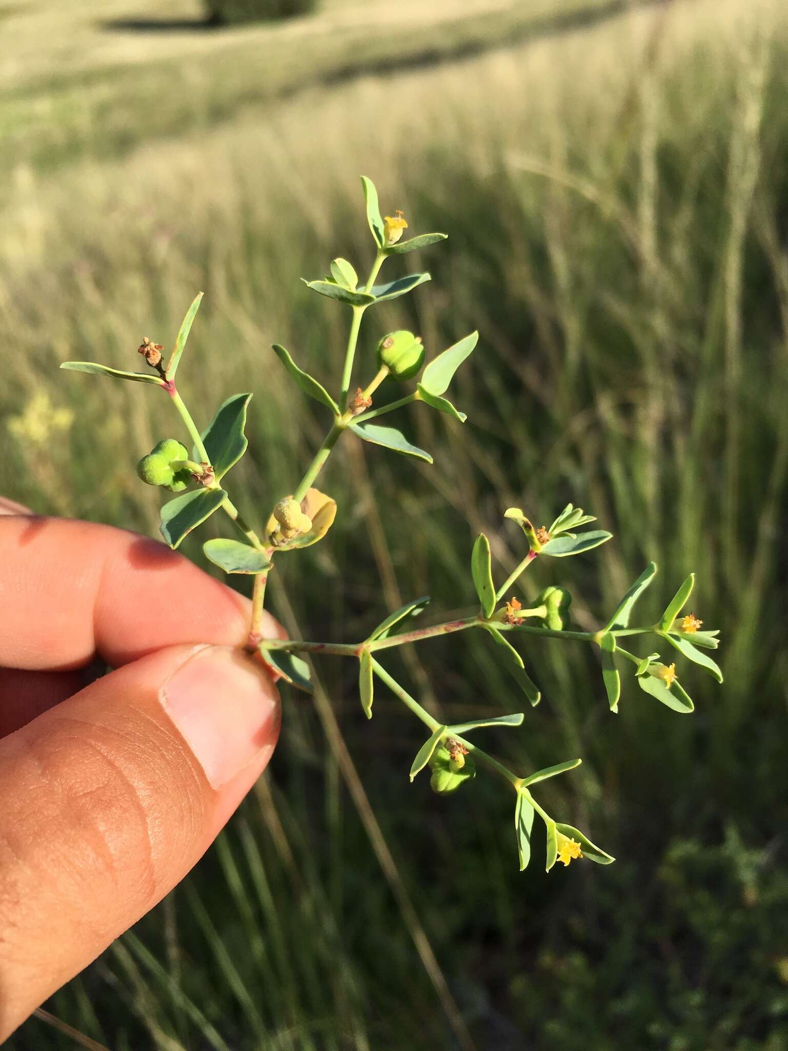 Image of mountain spurge