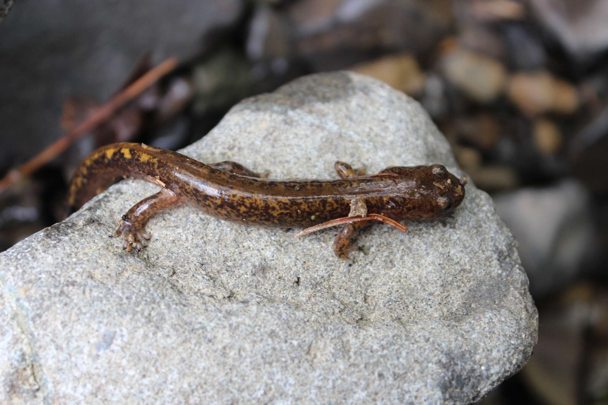 Image of Long-tailed clawed salamander