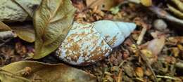 Image of Pygmipanda atomata (Gray 1834)