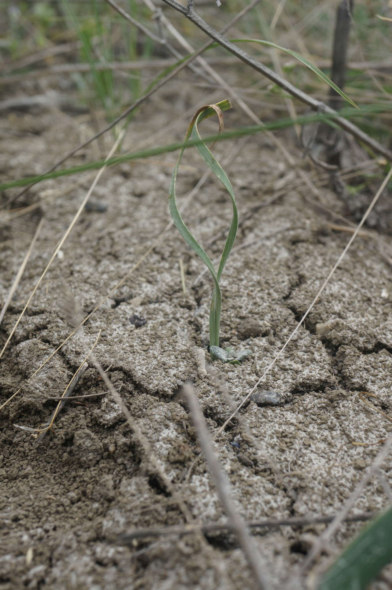 Image of Slender Sternbergia