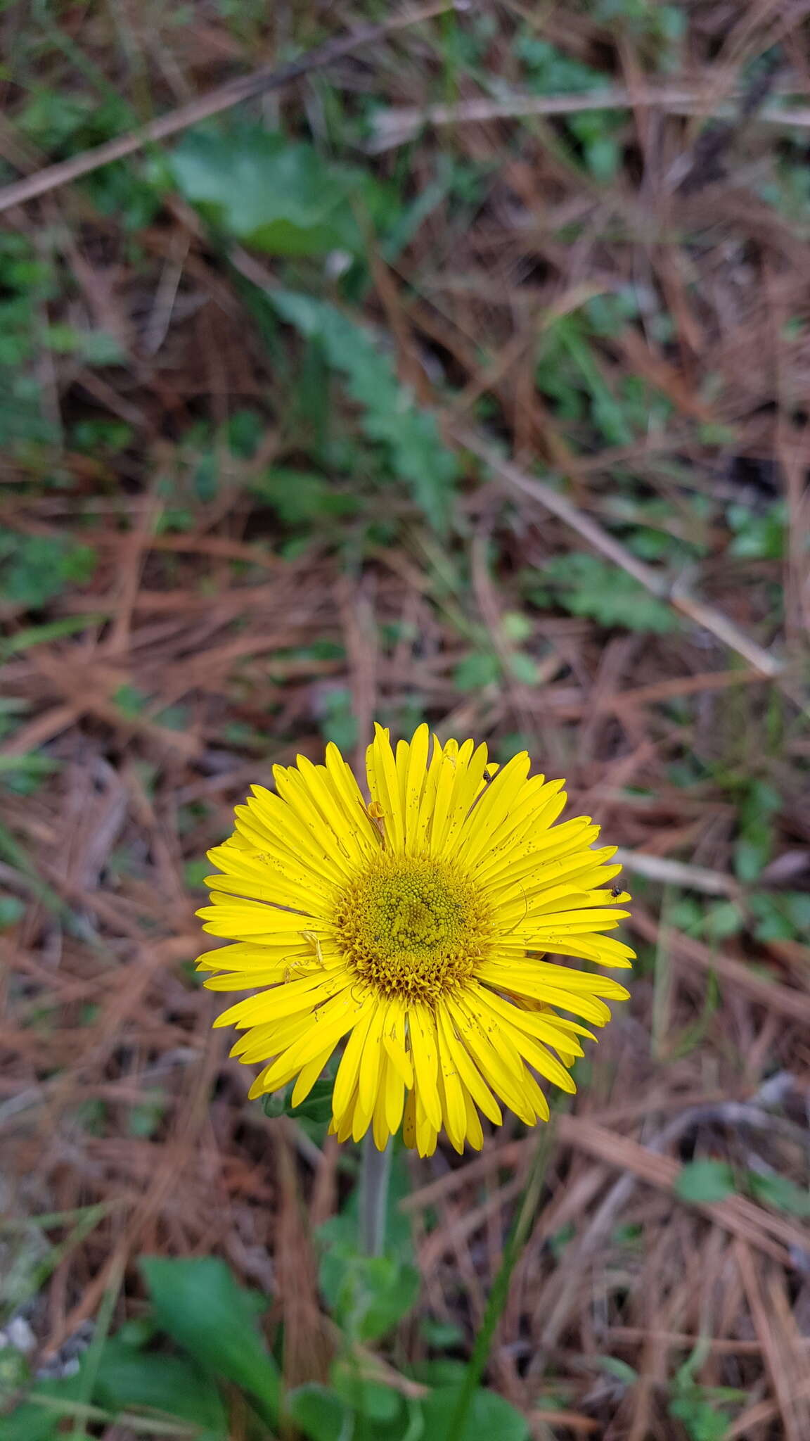 Imagem de Osbertia stolonifera (DC.) Greene