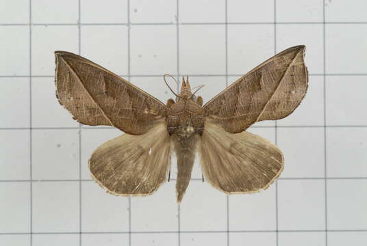 Image of Calyptra orthograpta Butler 1886