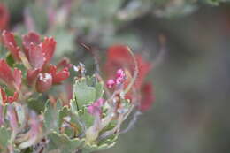 Imagem de Adenanthos cuneatus Labill.