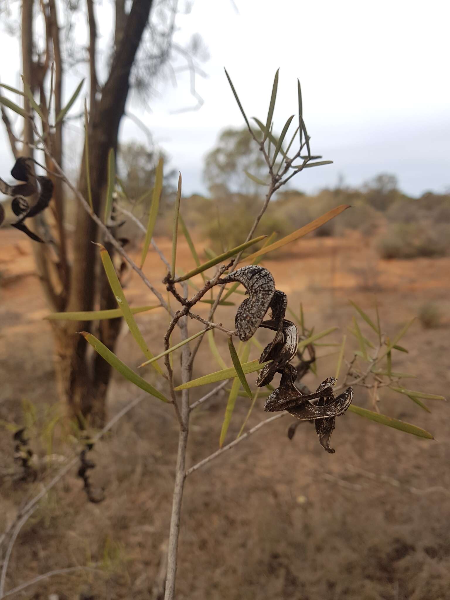 Sivun Acacia oswaldii F. Muell. kuva