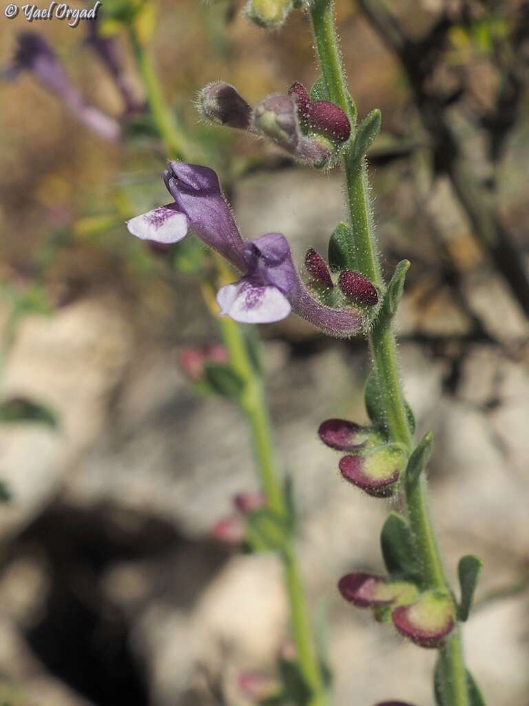 Image de Scutellaria brevibracteata Stapf