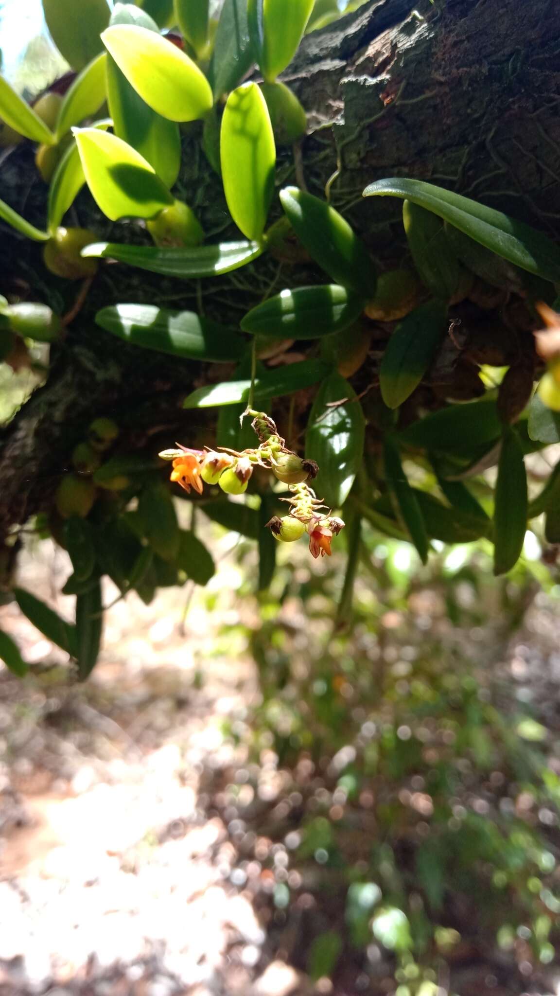 Bulbophyllum minutum Thouars的圖片