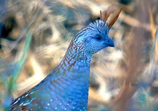 Image of Elegant Quail