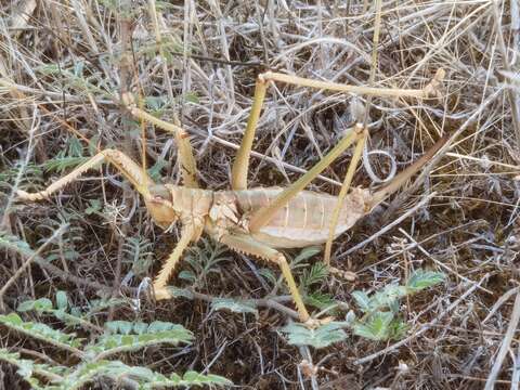 Image of Anatolian Predatory Bush-cricket