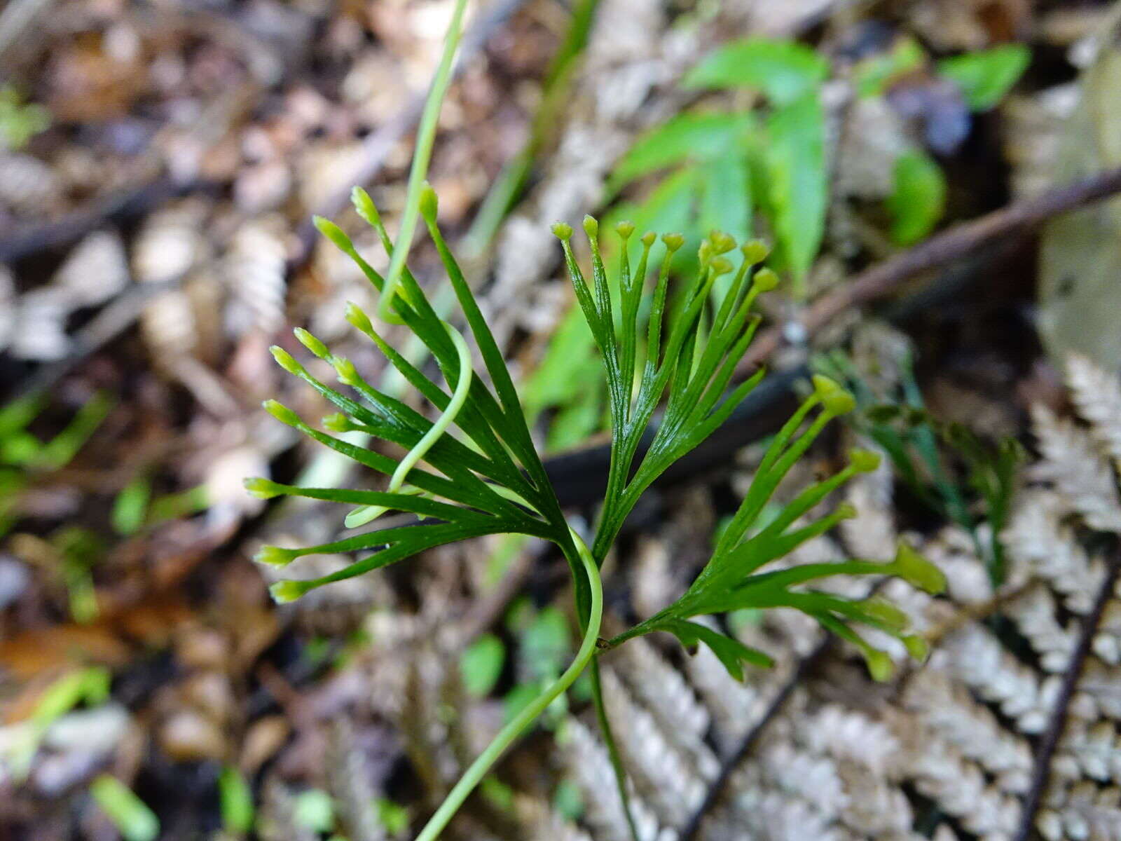 Imagem de Schizaea dichotoma (L.) Sm.