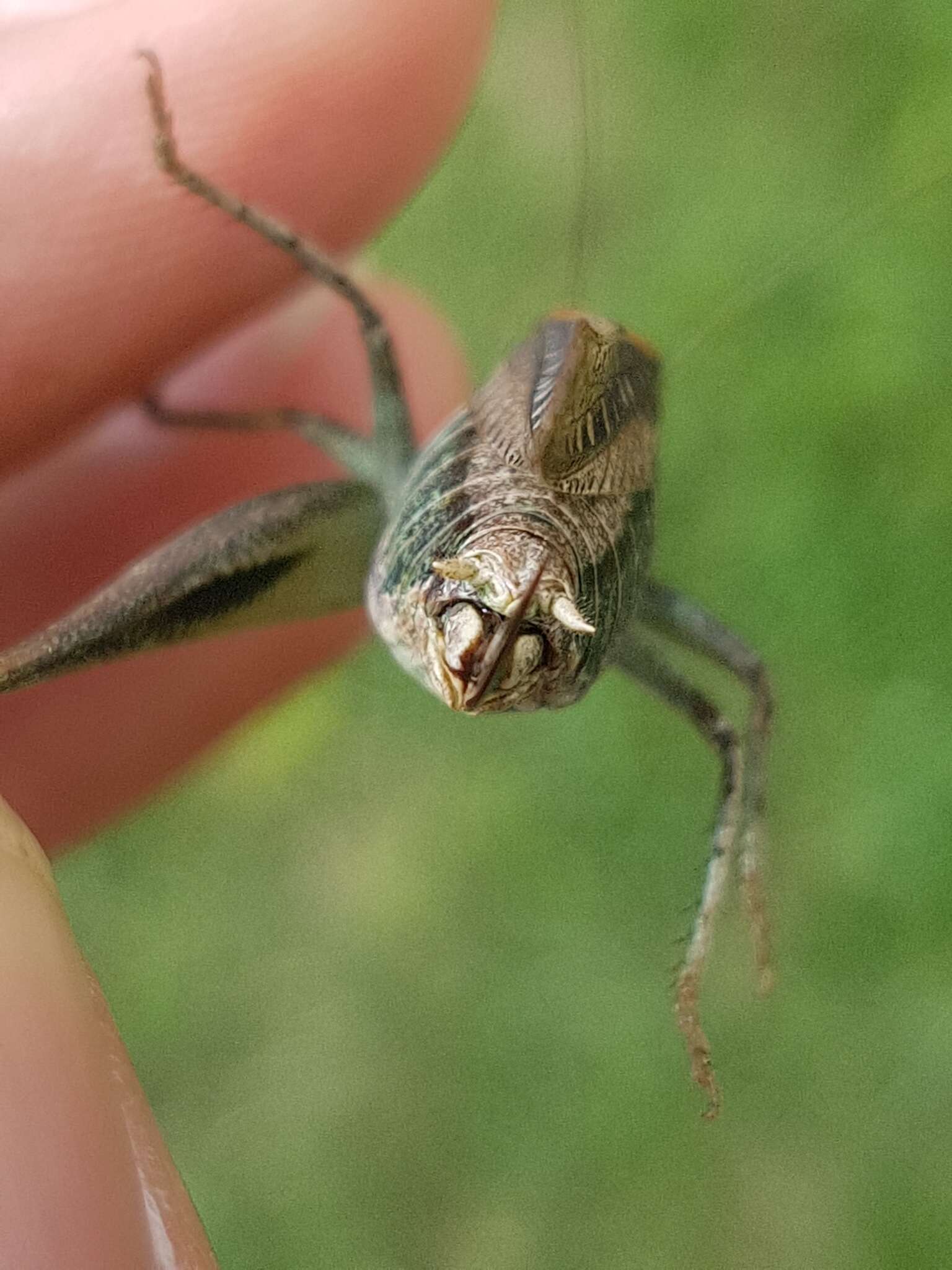 Image of Gray locust