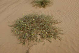 Слика од Tribulus macropterus var. arabicus (Hosni) F. Al-Hemaid & Jacob Thomas