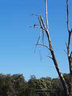 Image of Pallid Cuckoo